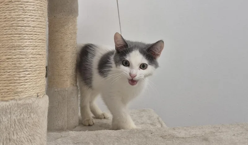 A baby small-sized male Domestic Short Hair cat named Fred for adoption in South Bend, IN
