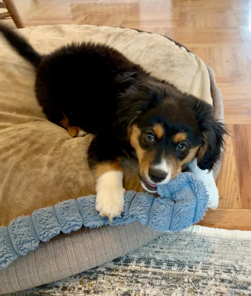 A baby medium-sized male Tricolor (Brown, Black, & White) Australian Shepherd dog named Remy for adoption in Redwood City, CA