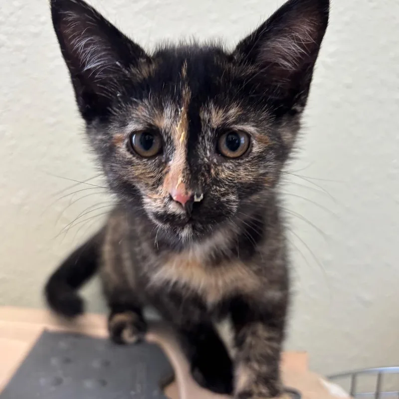A baby small-sized female Black Domestic Short Hair cat named Betsy Ross for adoption in Jasper, IN