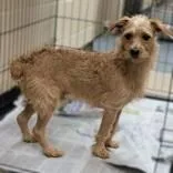 A young medium-sized male Yellow / Tan / Blond / Fawn Terrier dog named Timon for adoption in Portsmouth, OH