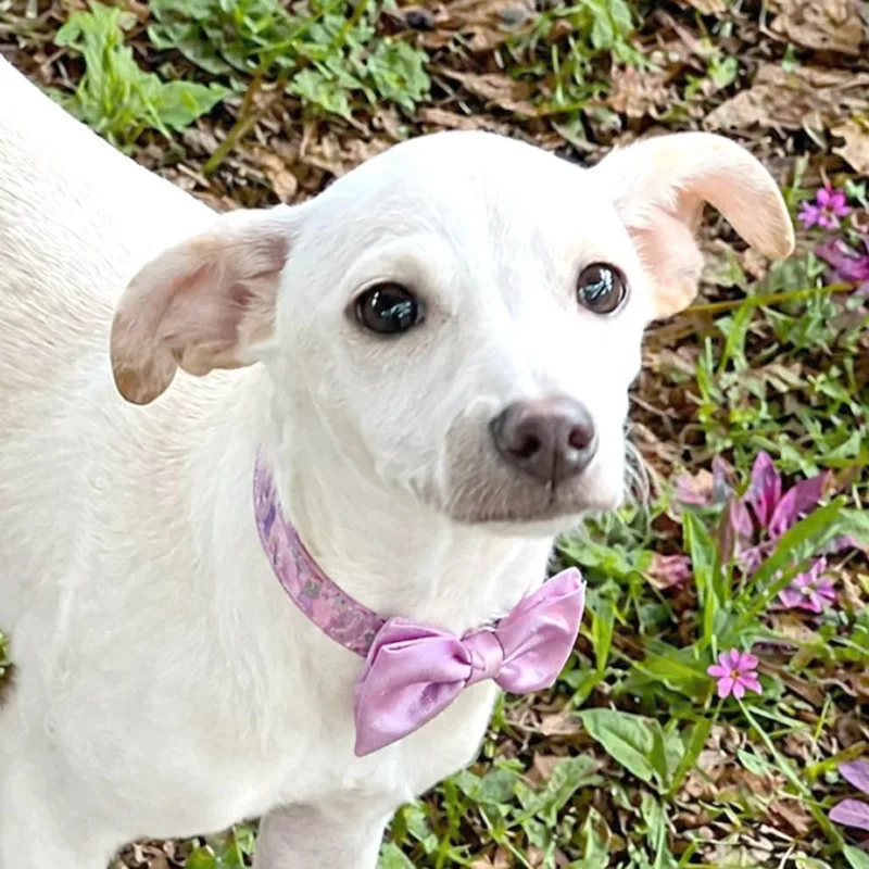 A baby small-sized female White / Cream Chihuahua dog named Zelly for adoption in Boerne, TX