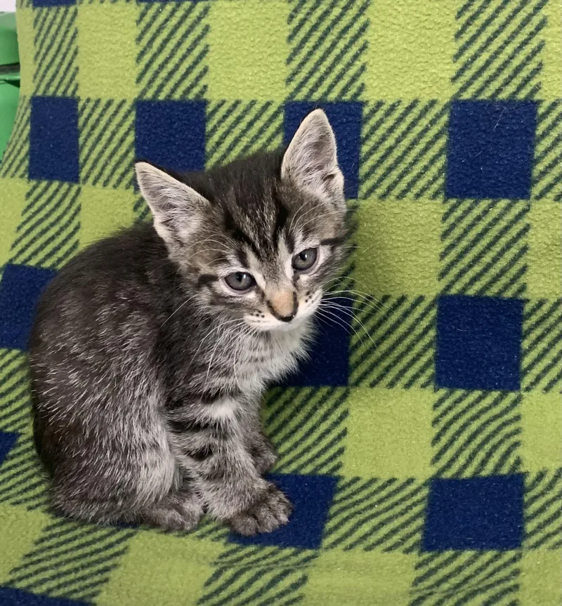 A baby small-sized female Tabby (Gray / Blue / Silver) Domestic Short Hair cat named Lotus for adoption in Bisbee, AZ