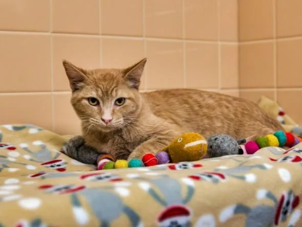 A baby small-sized male Domestic Short Hair cat named Codex for adoption in Santa Fe, NM