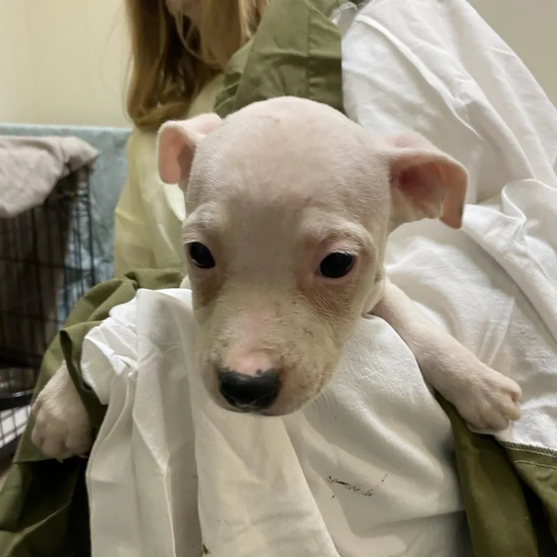 A baby small-sized male White / Cream Mixed Breed dog named Ryder for adoption in Lynchburg, VA
