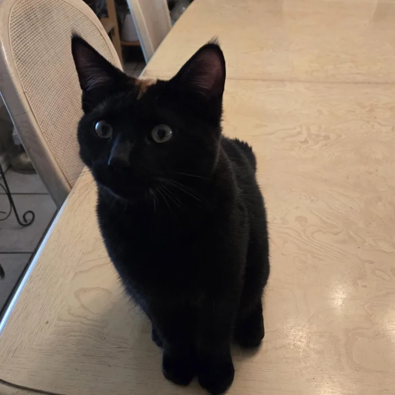 A young medium-sized male Black Domestic Short Hair cat named Jack for adoption in Lake Panasoffkee, FL