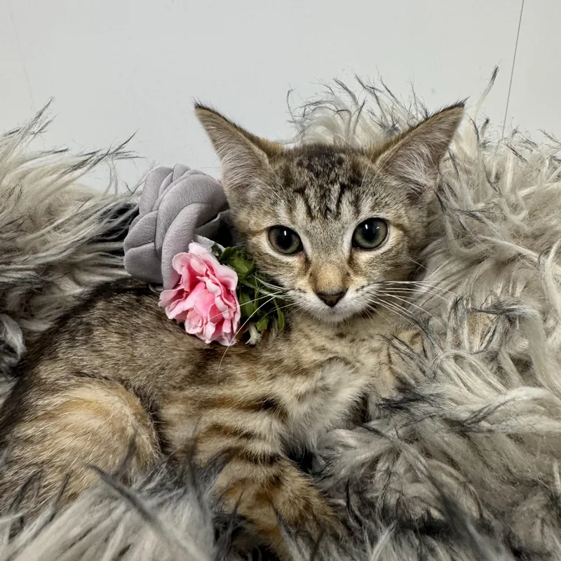 A baby medium-sized female Tabby (Brown / Chocolate) Tabby cat named Snuggly Sharpei for adoption in Burlington, NC