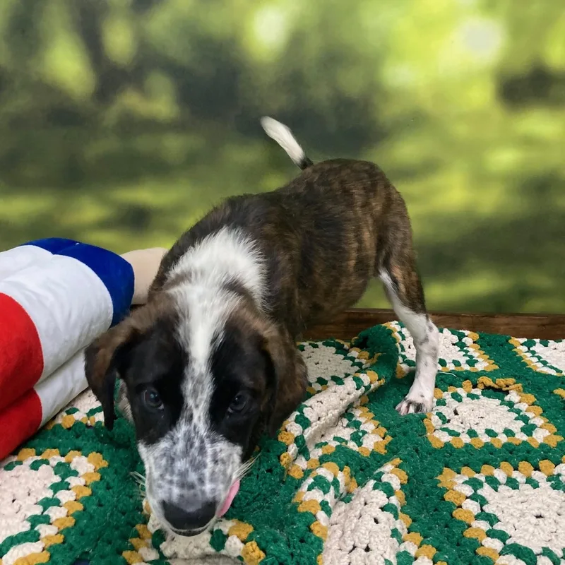 A baby medium-sized female Brindle Australian Shepherd dog named Allie for adoption in Cumberland, RI
