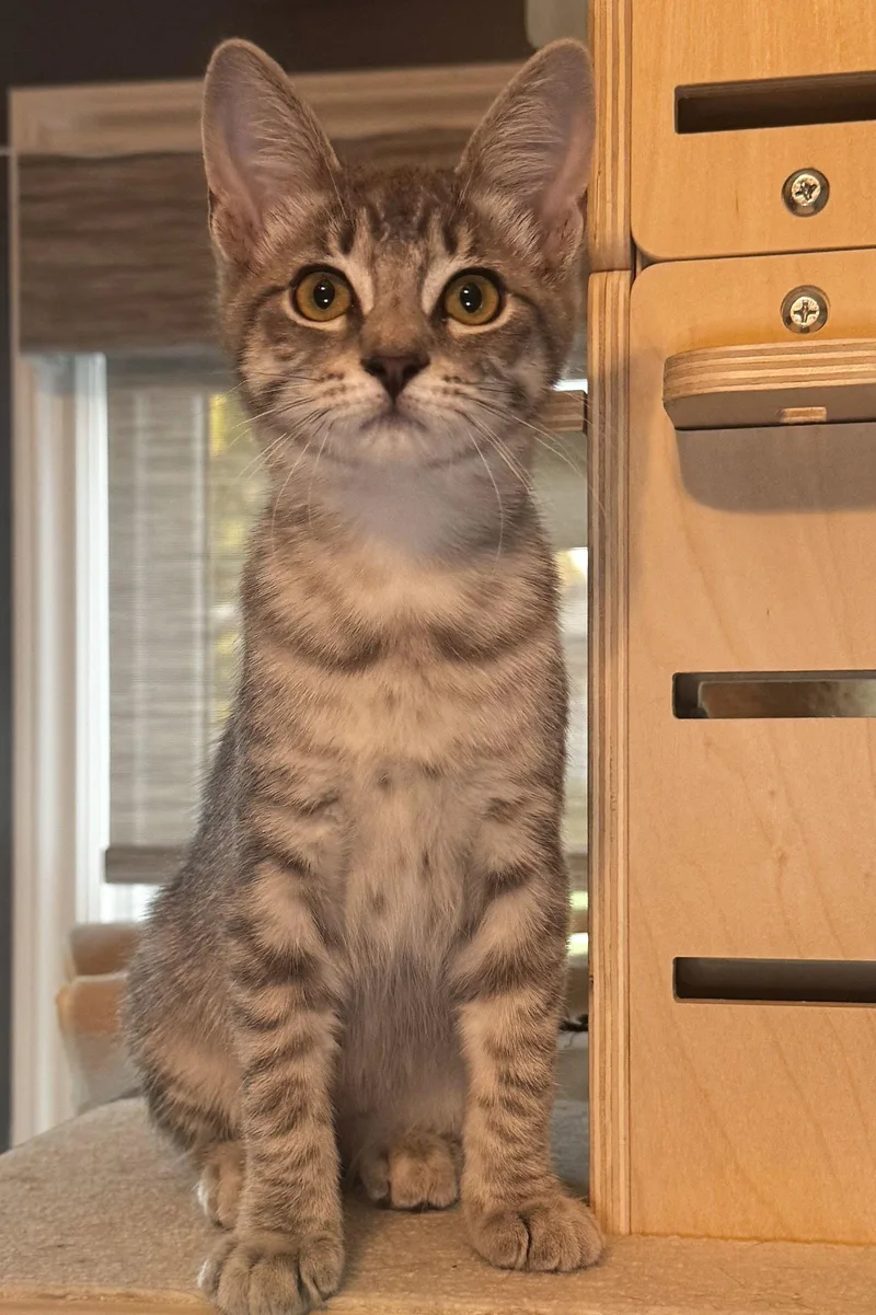 A baby medium-sized female Gray / Blue / Silver Domestic Short Hair cat named Violet for adoption in Seal Beach, CA
