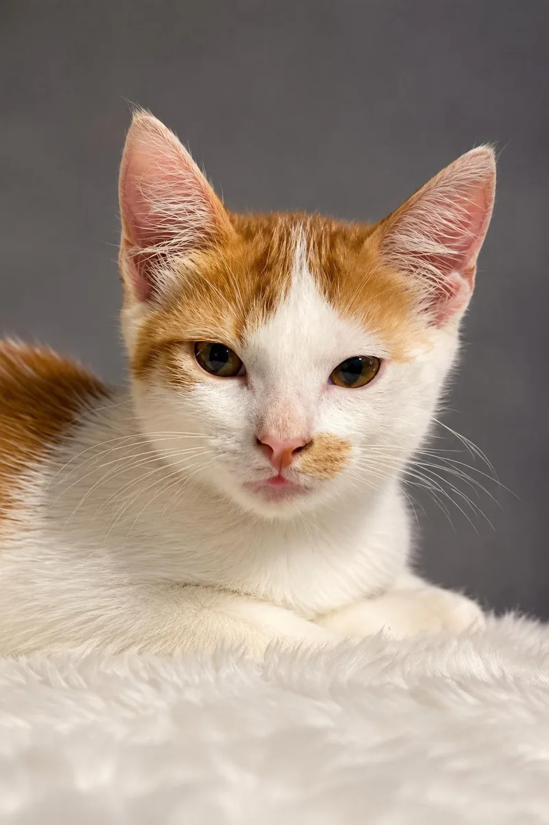 A baby small-sized male Orange & White Domestic Short Hair cat named Saffron for adoption in Houston, TX