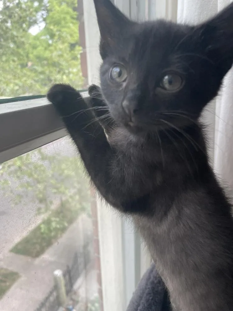 A baby small-sized female Black Domestic Short Hair cat named Rhonda Rousey for adoption in Dayton, OH