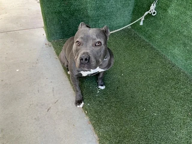 Daisy