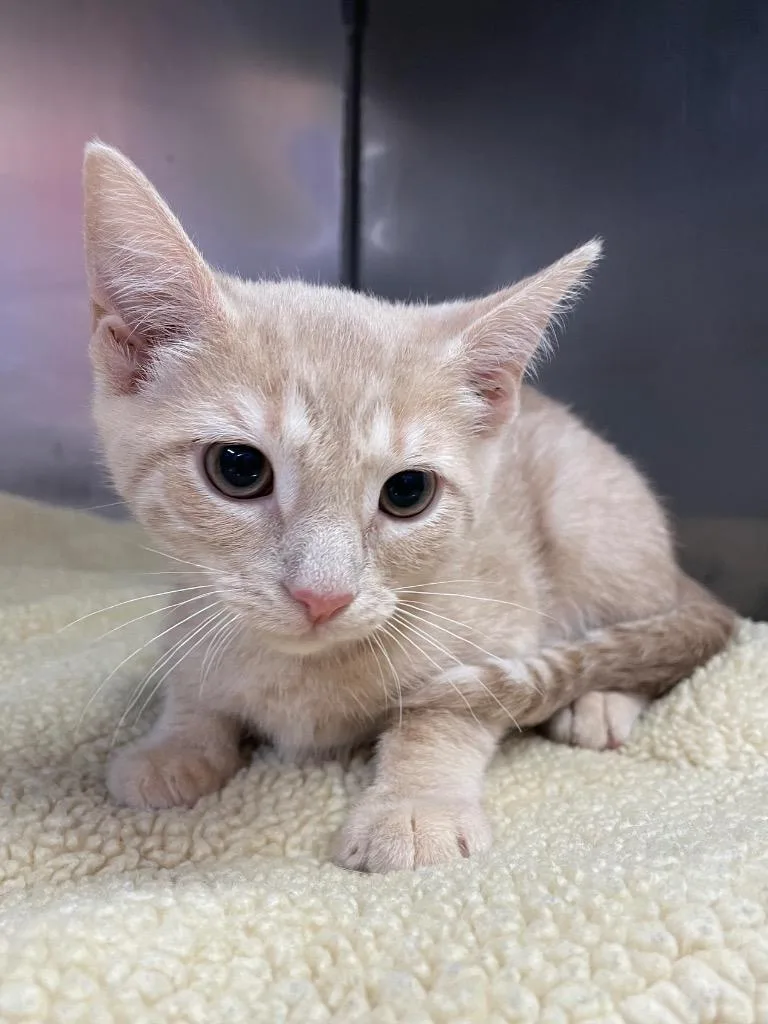 A baby small-sized female Domestic Short Hair cat named Sadie for adoption in Murray, KY