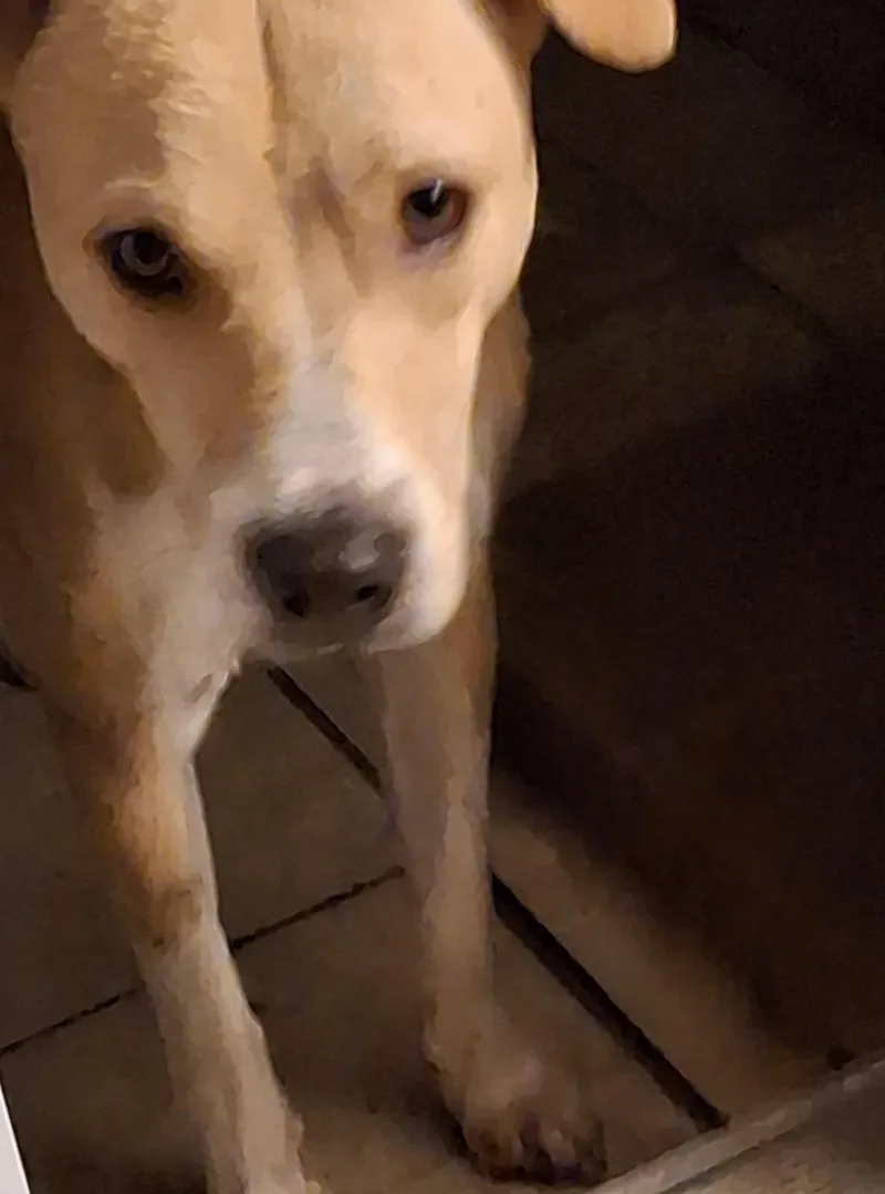 Connelly thumbnail 3