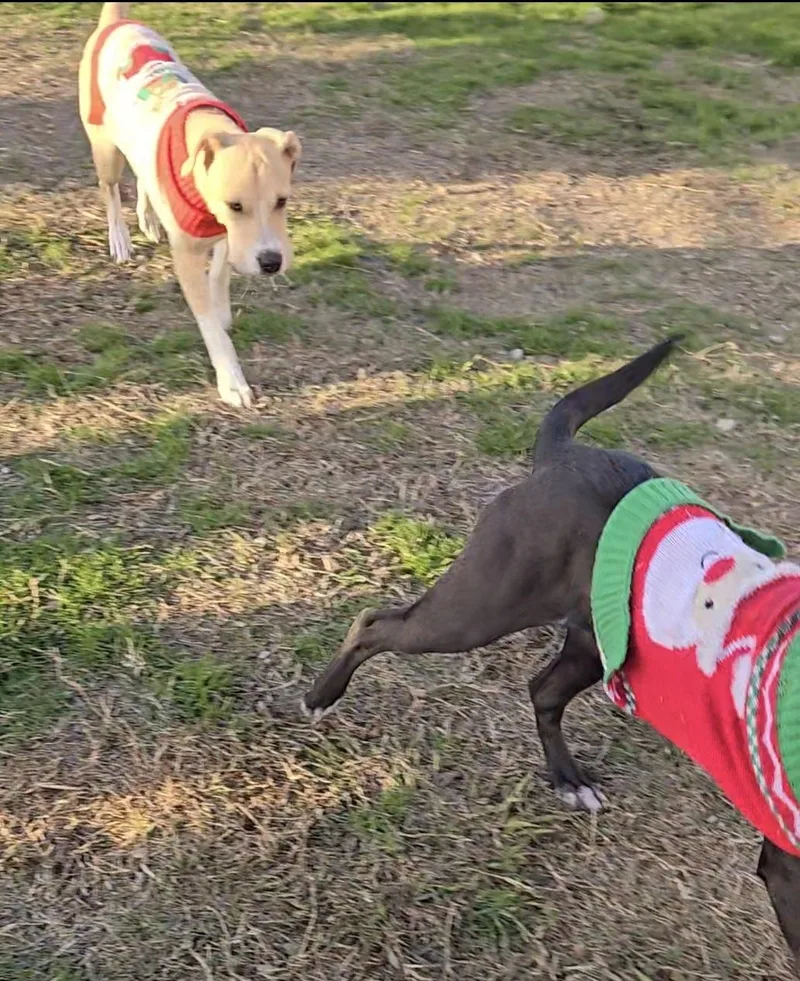 Connelly thumbnail 5