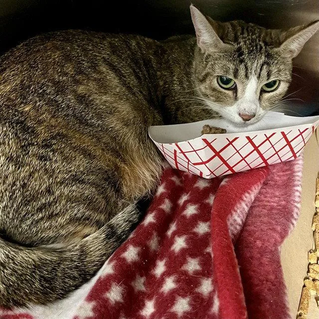 An adult medium-sized female Brown / Chocolate Domestic Short Hair cat named Vera for adoption in Tavares, FL