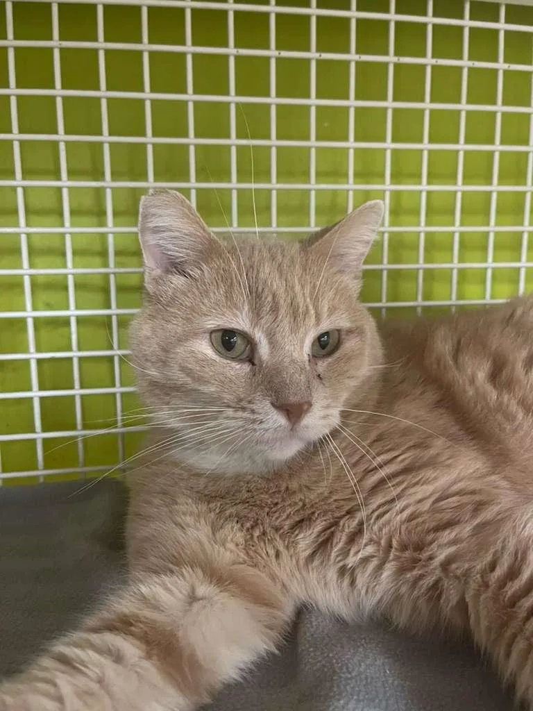 An adult large-sized male Tabby (Orange / Red) Domestic Short Hair cat named Bart  Oh  for adoption in Fountain Valley, CA
