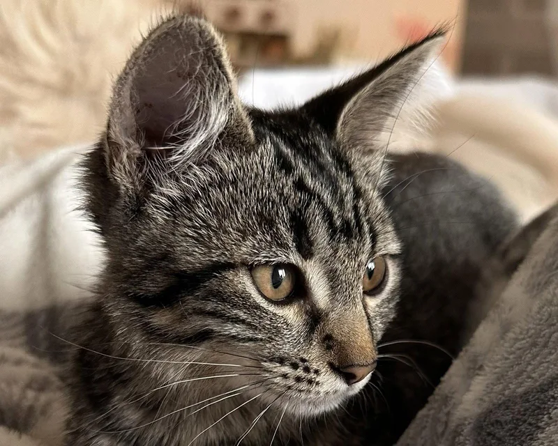 Mia