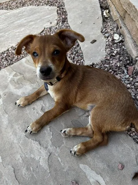 A baby small-sized male Chihuahua dog named Peanut for adoption in Colorado Springs, CO