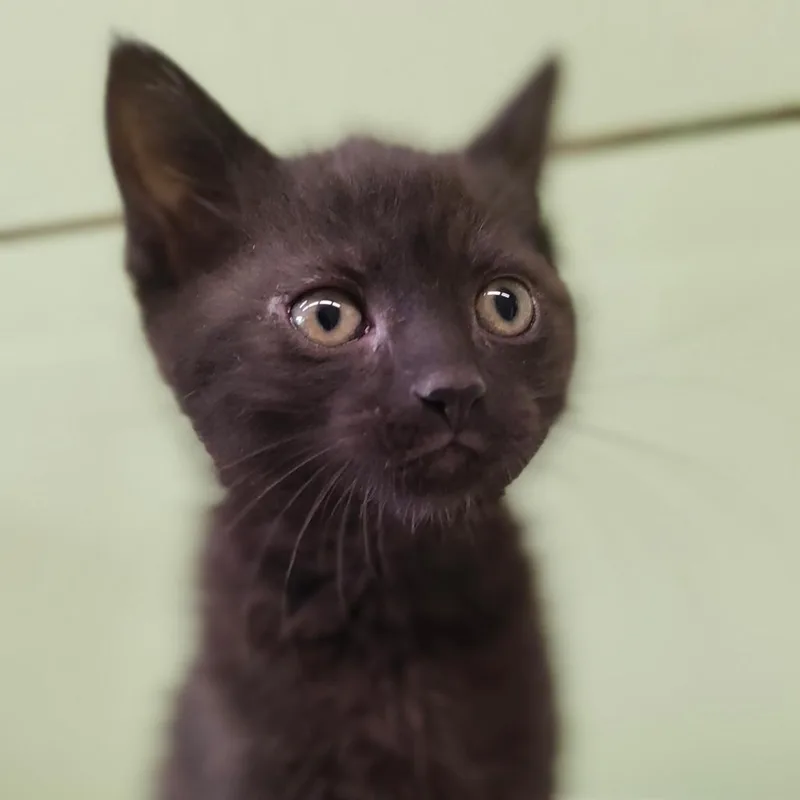 A baby small-sized male Black Domestic Short Hair cat named Elroy for adoption in St. Helena, CA