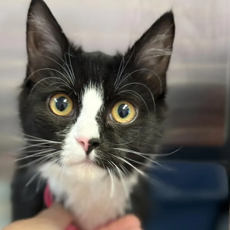 A baby small-sized female Black Domestic Short Hair cat named Sparkle for adoption in Fresno, CA