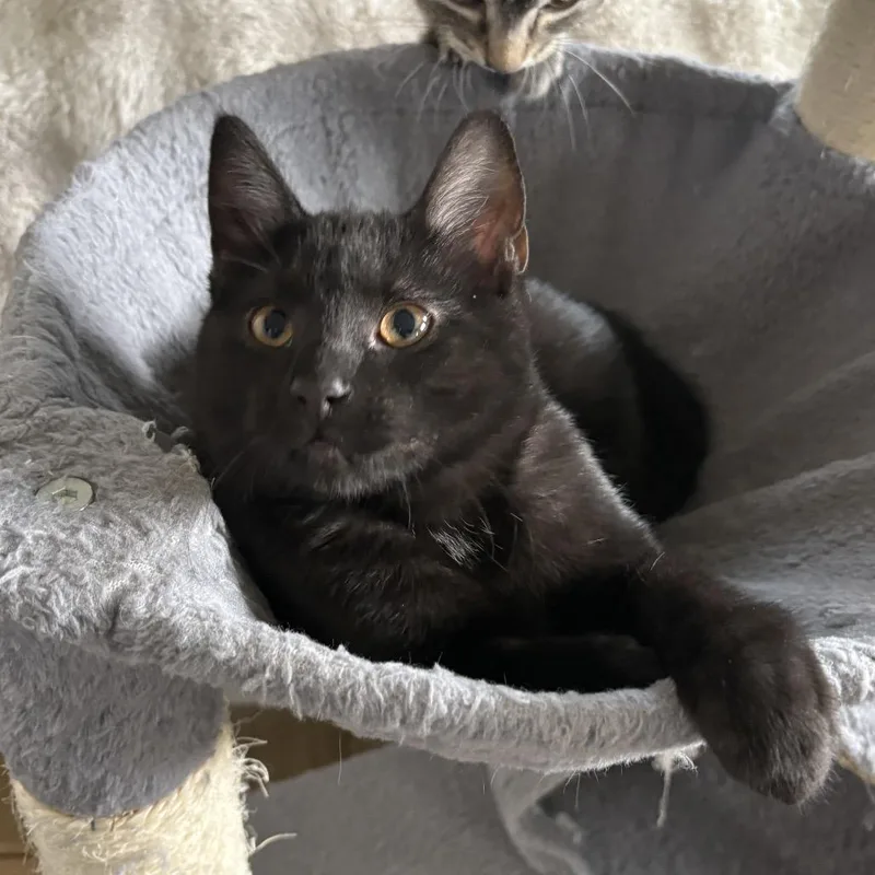 A baby small-sized female Black Domestic Short Hair cat named Sp for adoption in Spokane, WA