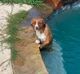 Finnegan thumbnail 2