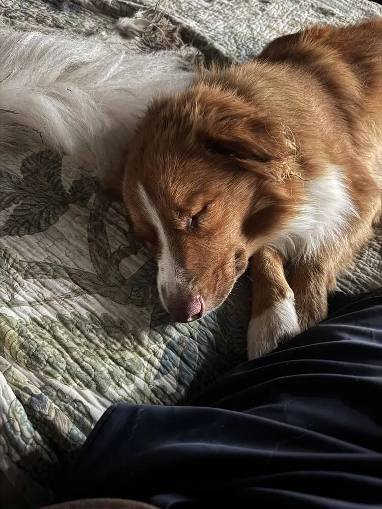 Finnegan thumbnail 5