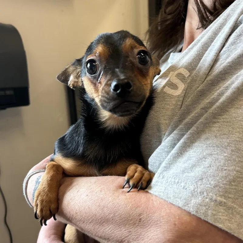 An adult small-sized male Black Mixed Breed dog named Link for adoption in Hinsdale, IL