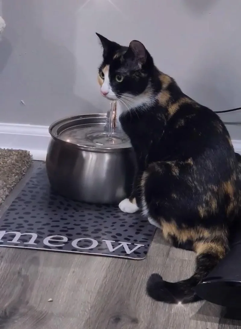 A young medium-sized female Domestic Short Hair cat named A Bucket Full or for adoption in MANASSAS, VA