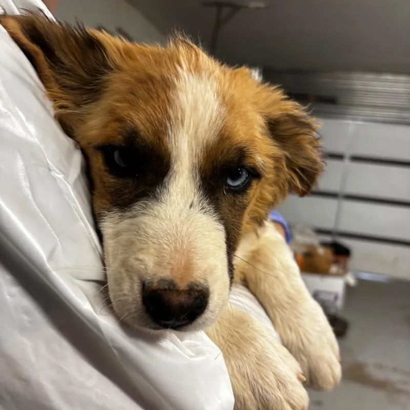 A baby small-sized male White / Cream Mixed Breed dog named Rayon for adoption in Moab, UT