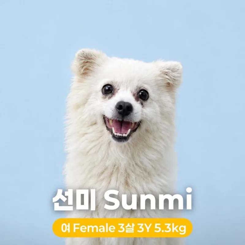 An adult small-sized female White / Cream Spitz dog named Sunmi HW+ for adoption in Northbrook, IL