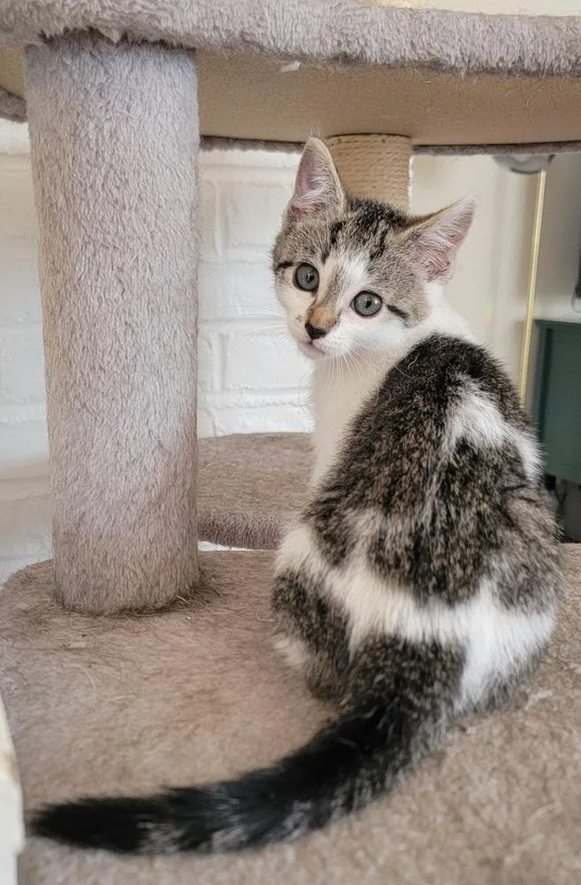 A baby small-sized male Gray & White American Shorthair cat named Bronte for adoption in Ronkonkoma, NY