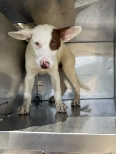 A baby medium-sized male Mixed Breed dog named Mozzy for adoption in Dallas, TX