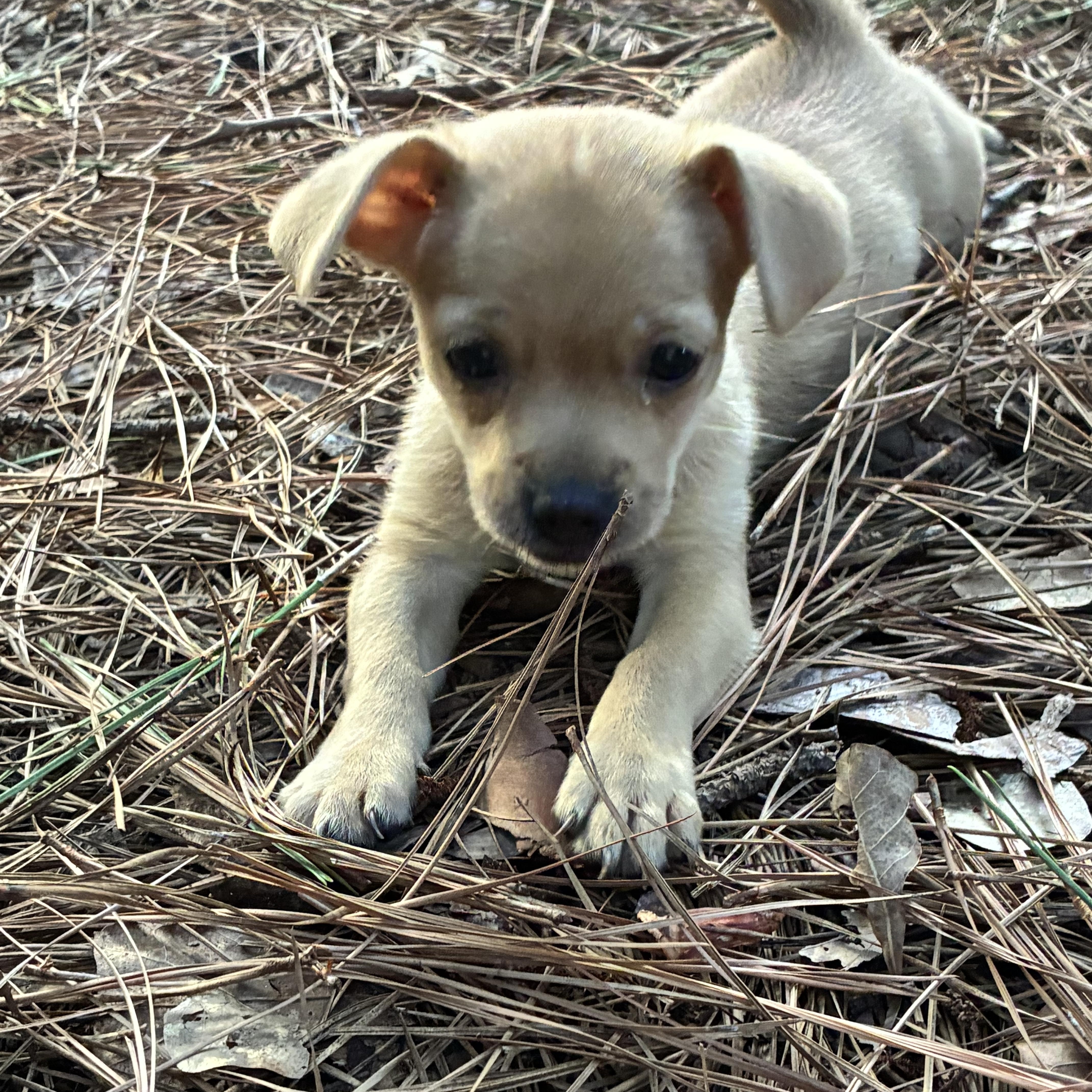 A baby small-sized female Apricot / Beige Chihuahua dog named Ivy for adoption in Rock Hill, SC
