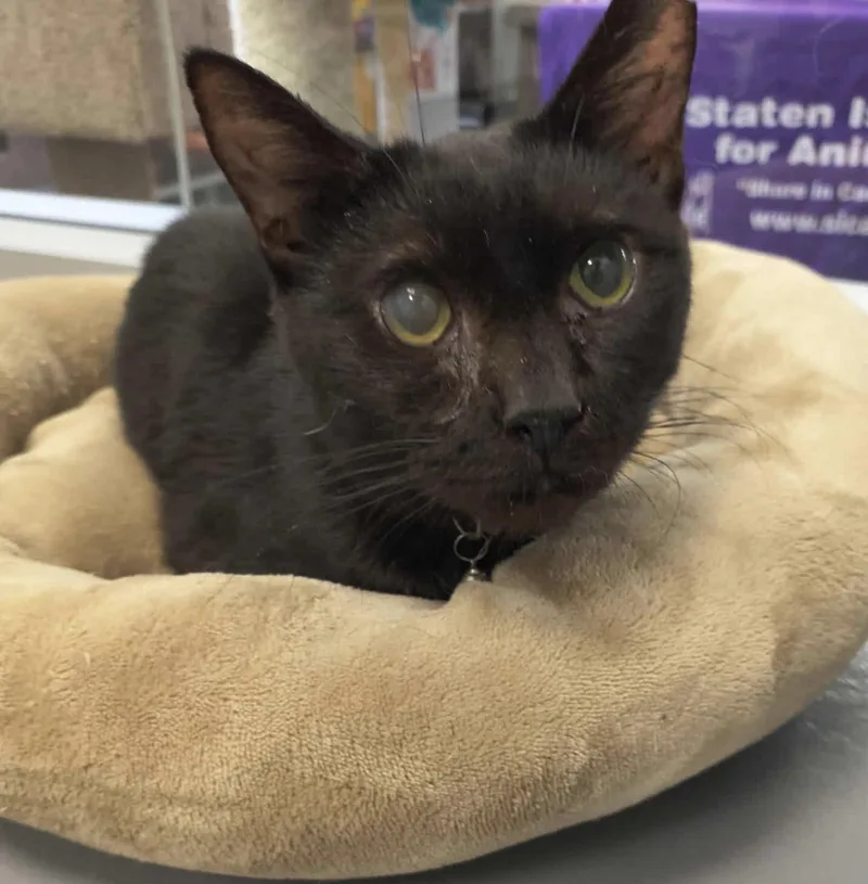 An adult medium-sized male Black Domestic Short Hair cat named Romeo for adoption in Staten Island, NY