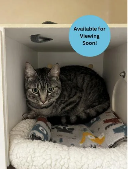 An adult medium-sized female Domestic Short Hair cat named Polly for adoption in Kalispell, MT