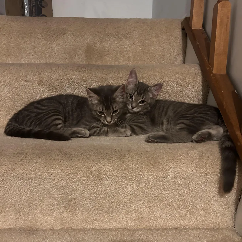 A baby small-sized male Domestic Short Hair cat named Kyle for adoption in Fairfax Station, VA