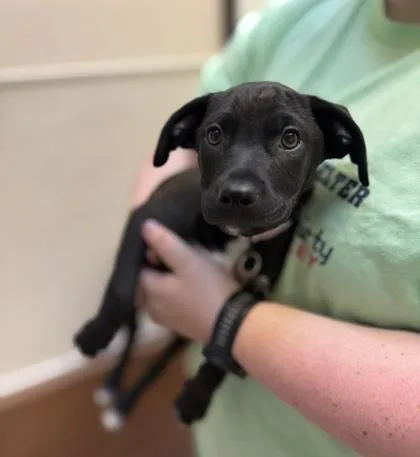 A young small-sized male Terrier dog named Jub for adoption in Burlington, WA