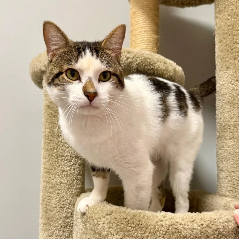 An adult small-sized male White Turkish Van cat named Hobnob for adoption in Wichita, KS