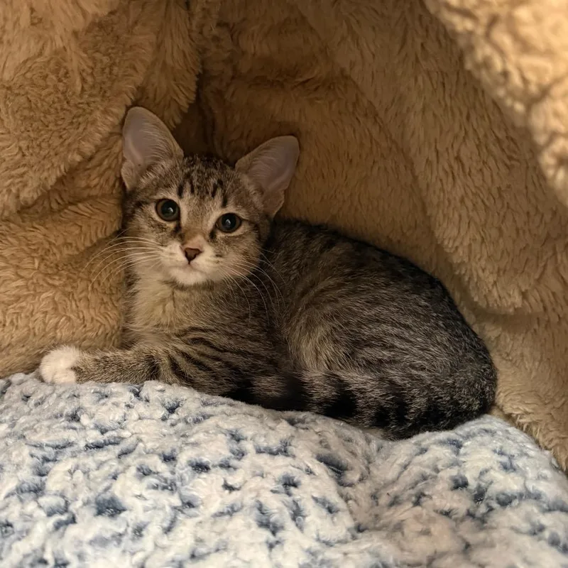 A baby small-sized female Brown / Chocolate Domestic Short Hair cat named Banana Pepper for adoption in Newberg, OR