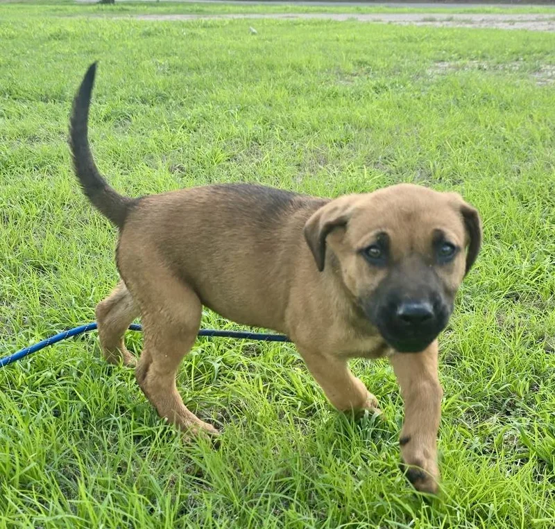 A baby medium-sized female German Shepherd Dog dog named Stella for adoption in Greeneville , TN