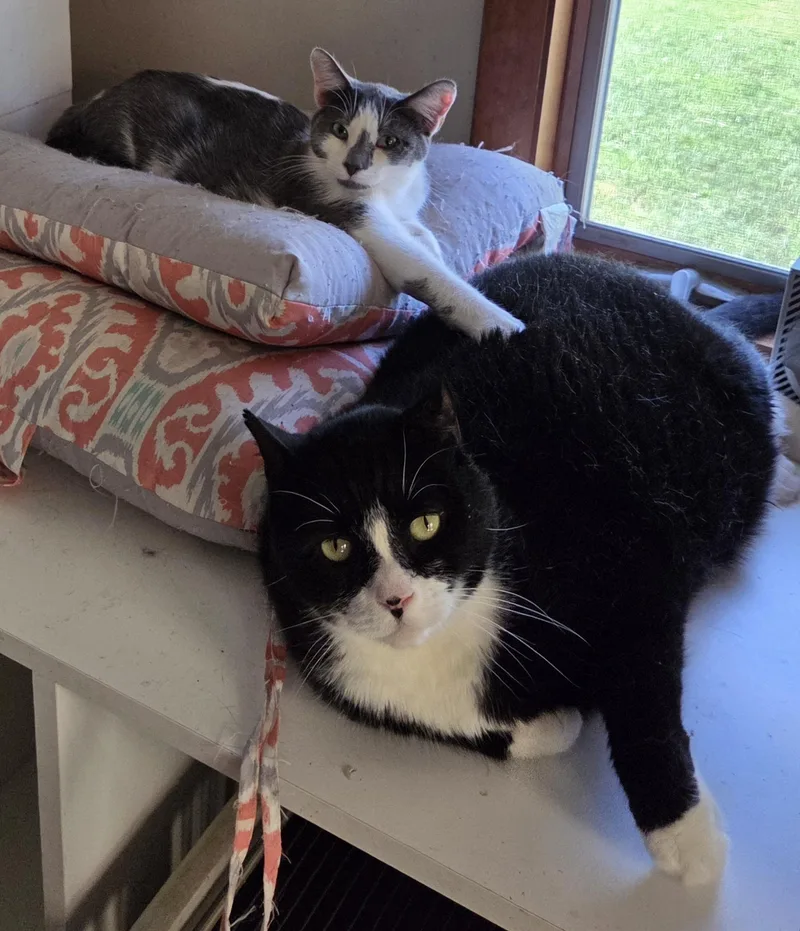 An adult extra large-sized male Black & White / Tuxedo Domestic Short Hair cat named Semi Hemi for adoption in Mansfield Center, CT