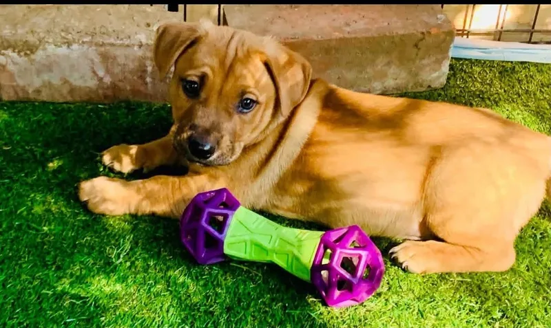 A baby medium-sized male Mixed Breed dog named Will for adoption in Toluca Lake, CA