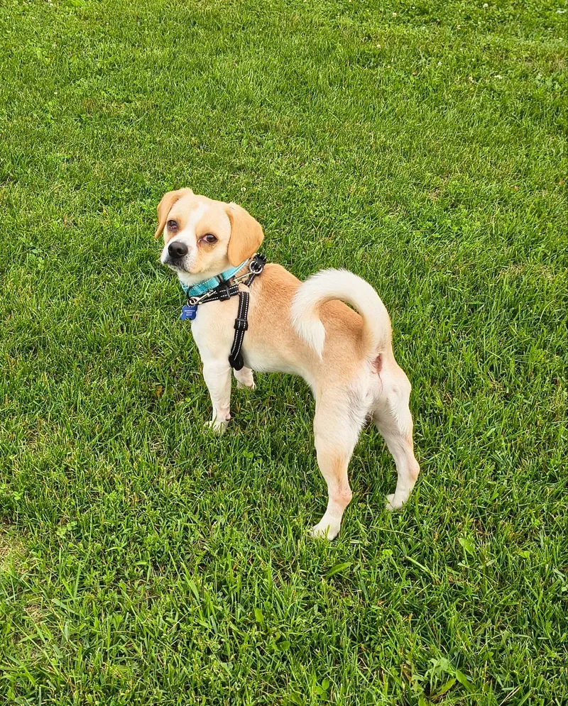 An adult small-sized male Mixed Breed dog named Huck for adoption in De Pere, WI