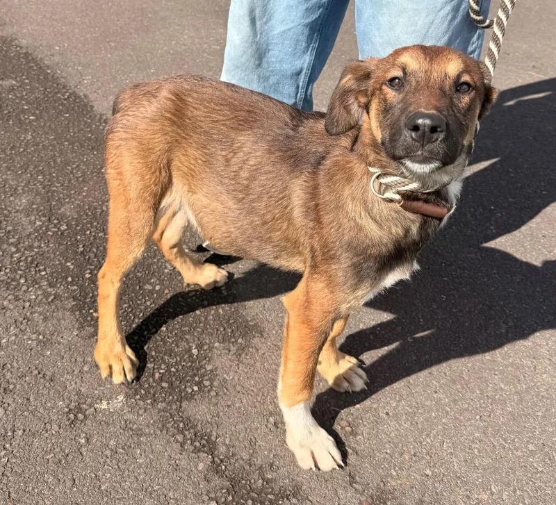 A baby medium-sized male German Shepherd Dog dog named Jason for adoption in Newberg, OR