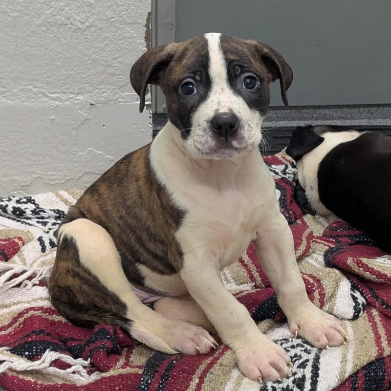 A baby small-sized female Brindle Boxer dog named Zoey for adoption in Evansville, IN