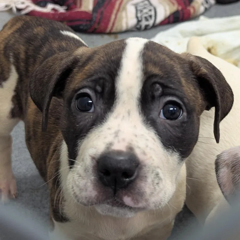 Zoey thumbnail 2