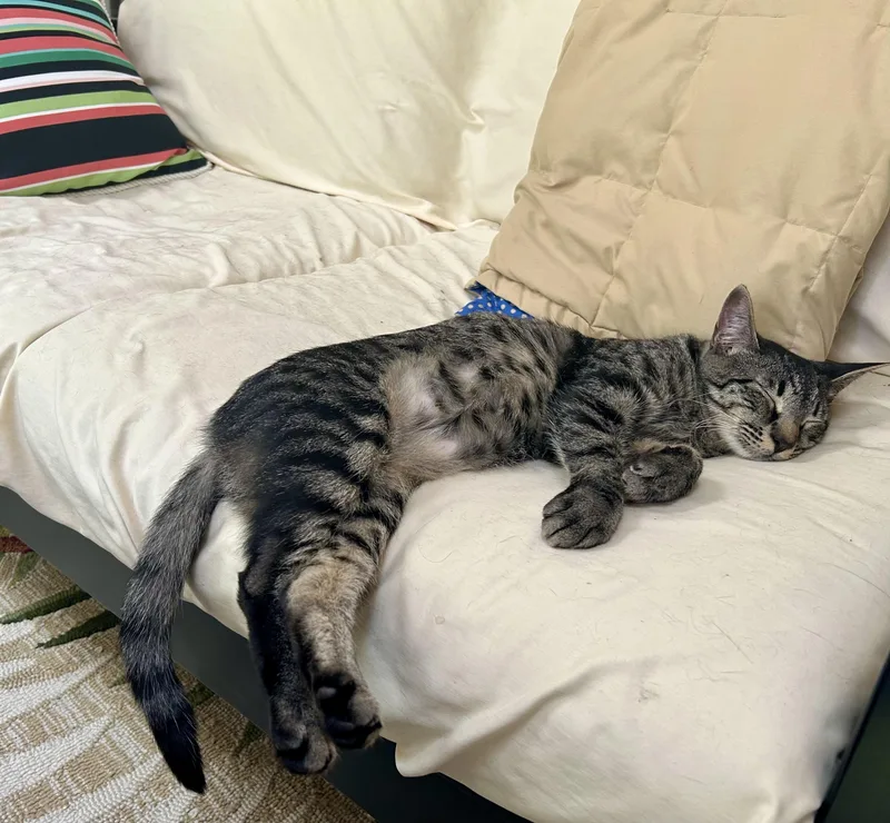 Cheerio Female Tabby thumbnail 3