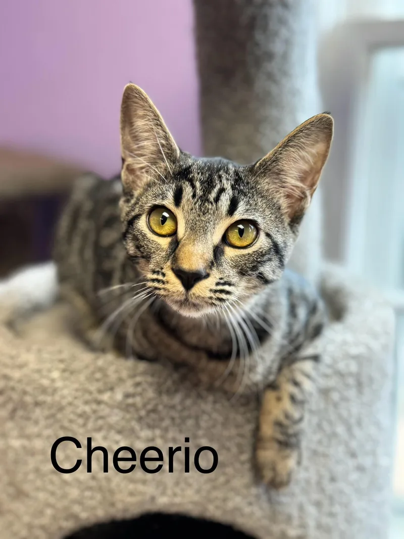 Cheerio Female Tabby thumbnail 4