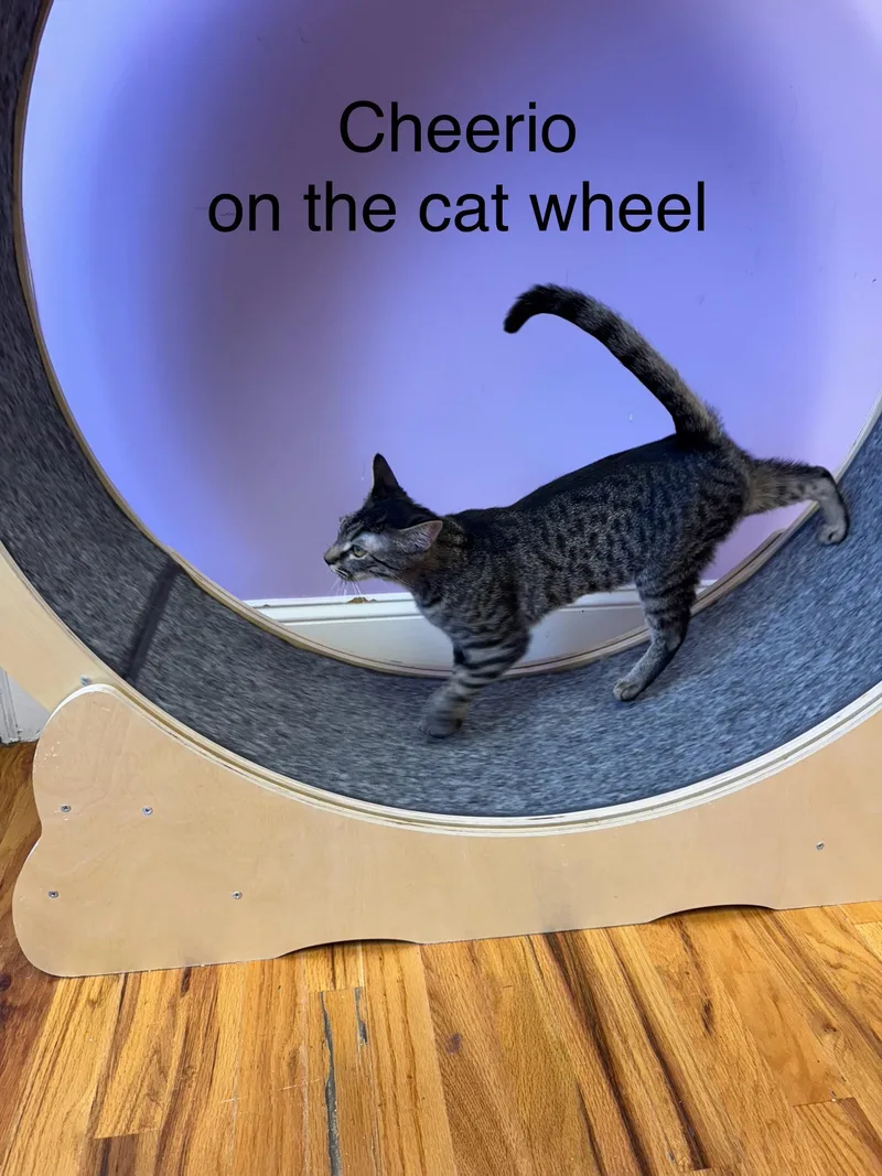 Cheerio Female Tabby thumbnail 5